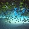 Picture taken during the dive