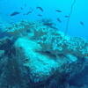 Picture taken during the dive