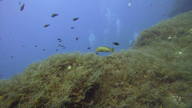 Atlantis Gozo Diving Centre - Dive Center in Malte