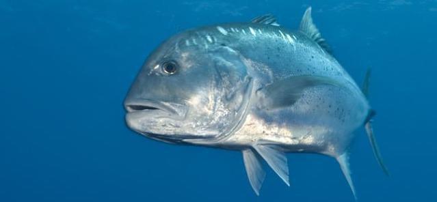 Diving in French Polynesia, Baie de Matavai - By Thierry
