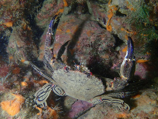 St Malo Plongee Emeraude - Dive Center in France