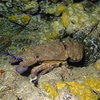 Picture taken during the dive