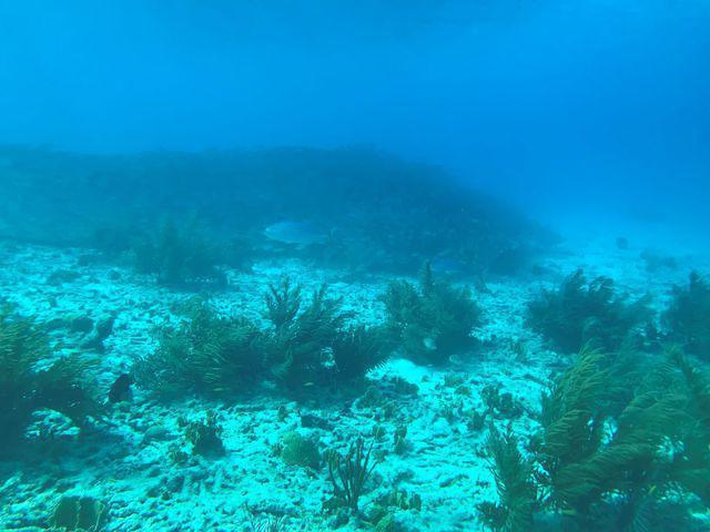 Buddy Dive - Dive Center in Netherlands Antilles