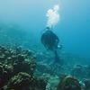 Picture taken during the dive