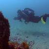 Picture taken during the dive