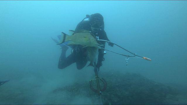 Diving in United States, Florida Tampa / St. Petersburg - By Kelsey
