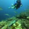 Picture taken during the dive