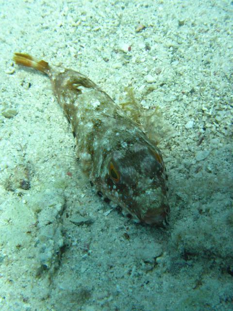 Pro Dive Mexico, Sa De CV - Dive Center in Mexico