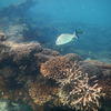 Picture taken during the dive