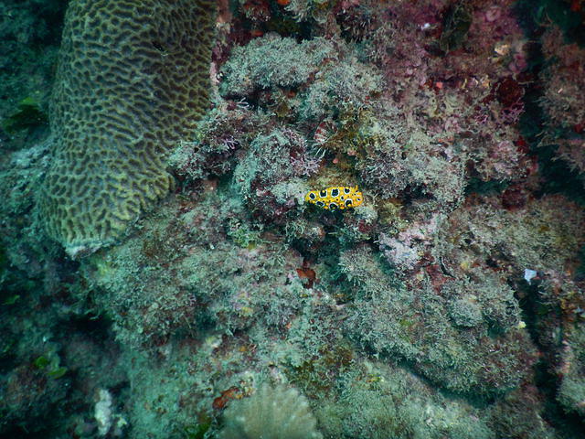 Sunreef Scuba Diving Services - Dive Center in Australia