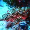 Picture taken during the dive