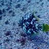 Picture taken during the dive