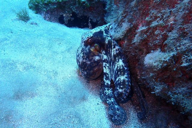 Diving in Spain, Arinaga, Islas Canarias - By Davidjim