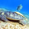 Picture taken during the dive