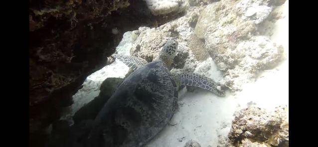 Crestamar Dive Pro Inc - Dive Center