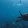 Picture taken during the dive