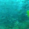Picture taken during the dive