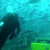 Picture taken during the dive