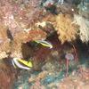 Picture taken during the dive