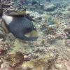 Picture taken during the dive