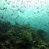 Picture taken during the dive
