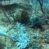 Picture taken during the dive