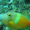 Picture taken during the dive