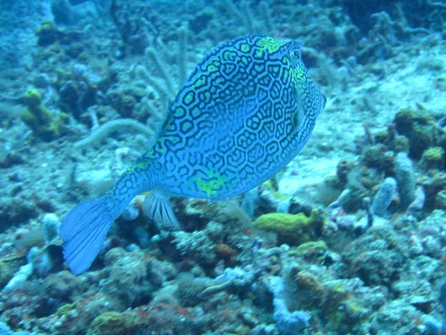 Aqua Marine Dive, Ltd. - Dive Center in Trinidad and Tobago