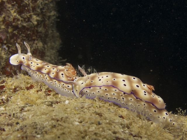 Diving in Port-Vila, Vanuatu - By Malachy McGarrigle