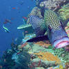 Picture taken during the dive