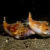 Picture taken during the dive