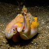 Picture taken during the dive